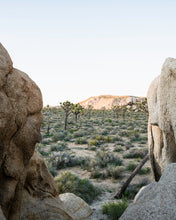 Load image into Gallery viewer, "Joshua Tree 01"