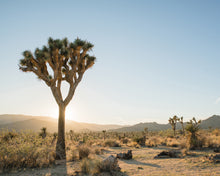 Load image into Gallery viewer, &quot;Joshua Tree 03&quot; Framed
